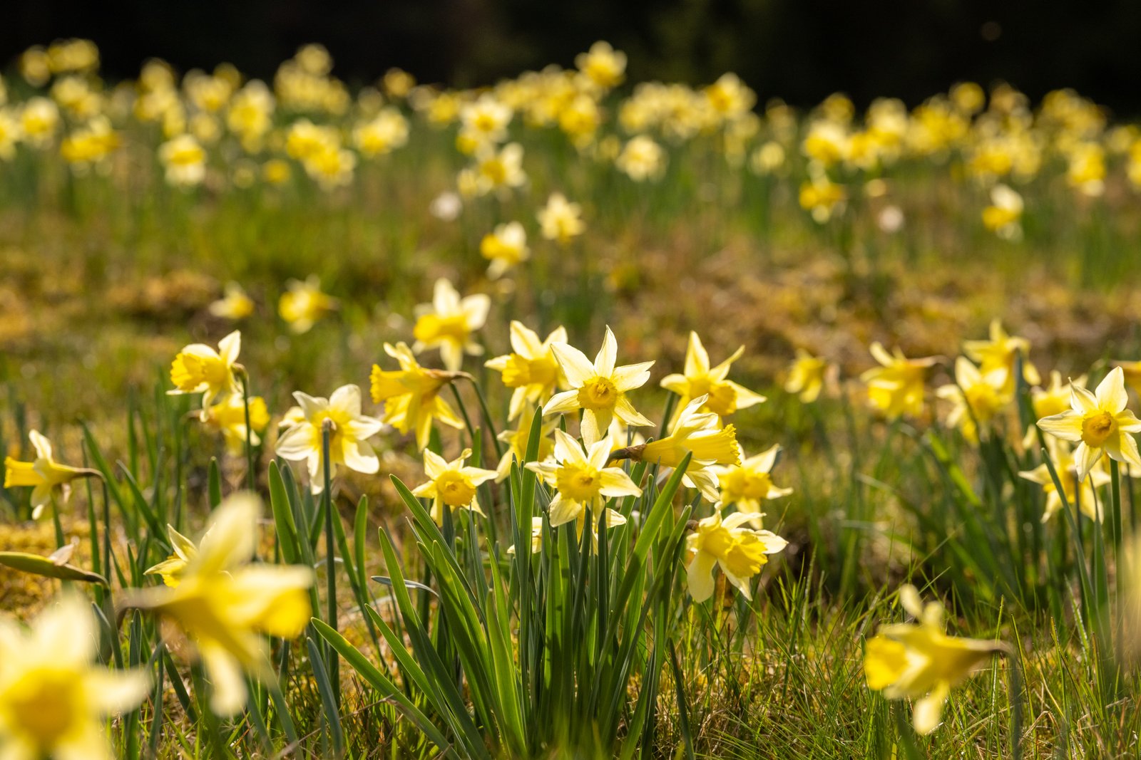 Frühling